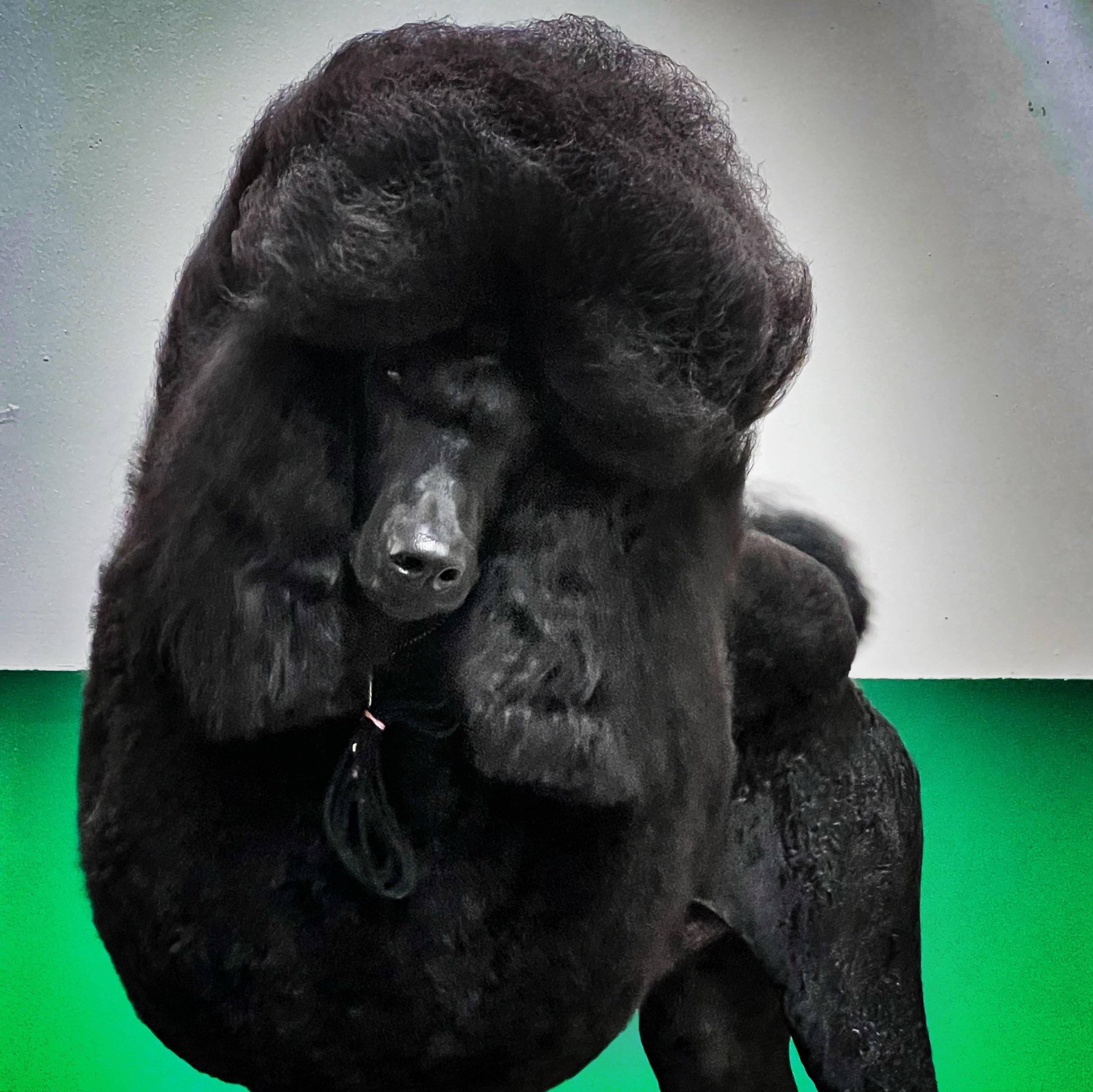 Galavanting The Road Less Traveled black standard poodle