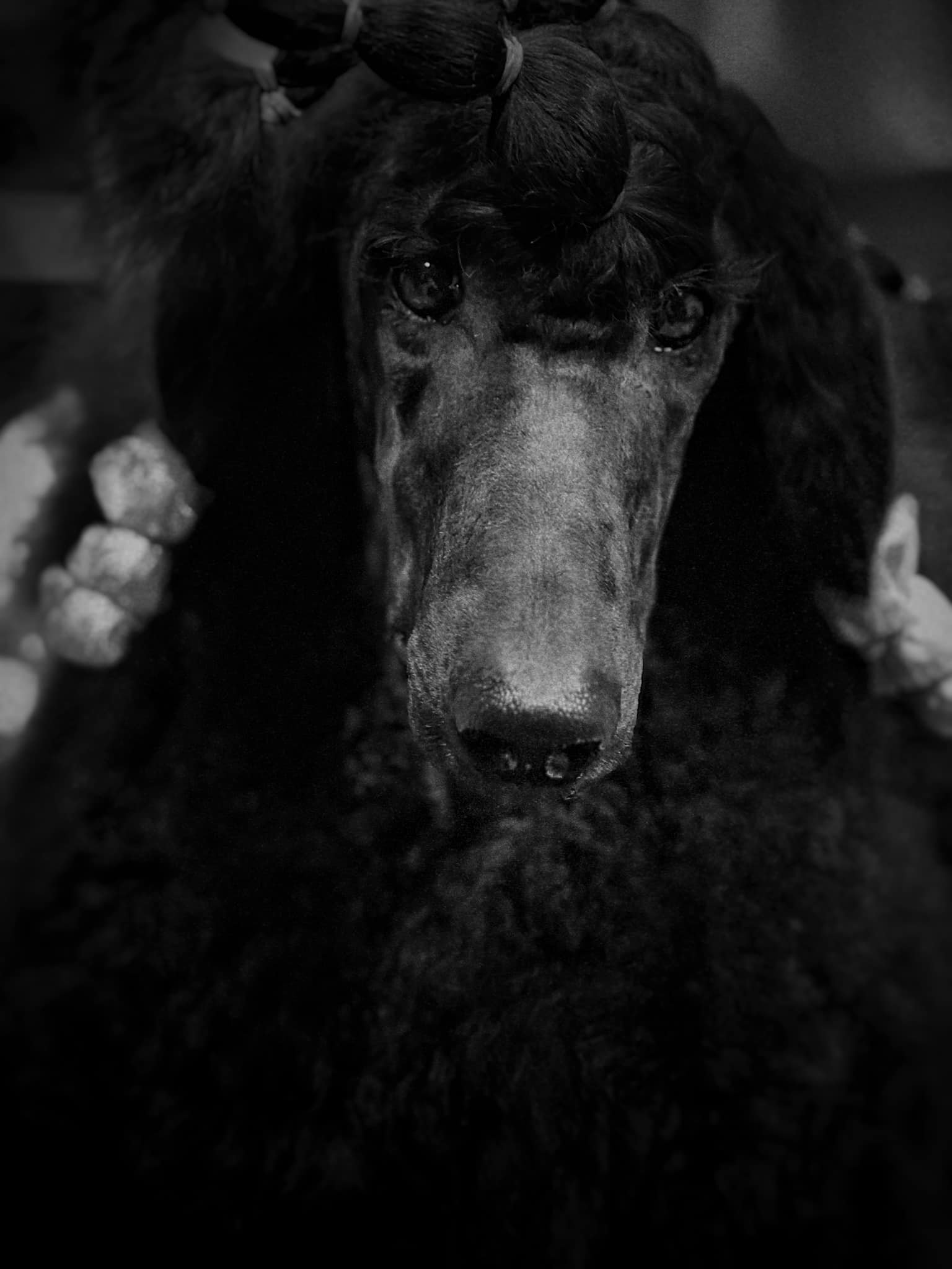 CH Galavanting On Glacial Plains, black poodle